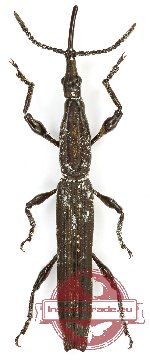 Brenthidae sp. 28 (5 pcs)