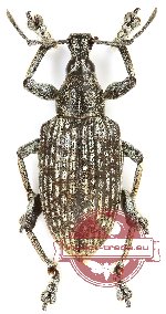 Curculionidae sp. 157 (10 pcs)