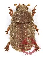 Glaresis pardoalcaidei (A2)