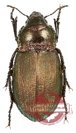 Zabrus aurichalceus (5 pcs)