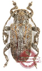 Lamiinae sp. 67 (5 pcs)