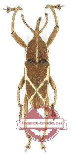 Curculionidae sp. 148 (3 pcs A2)