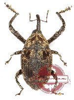 Curculionidae sp. 154