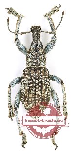 Rhinoscapha sp. 31