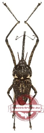 Curculionidae sp. 152 (A2)