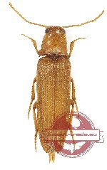 Elateridae sp. 41 (10 pcs)