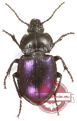 Myas chalybaeus