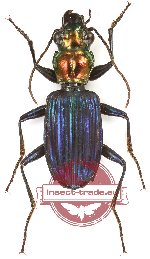 Catascopus sp. 26 (A2)