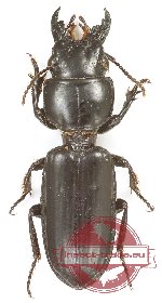 Scaritini sp. 6