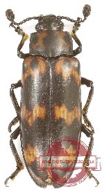 Erotylidae sp. 30