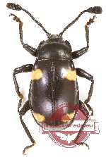 Endomychidae sp. 13 (5 pcs)