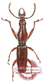 Brenthidae sp. 27