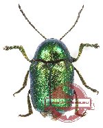 Cryptocephalus sp. 1 (5 pcs)