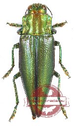Cyphogastra sp. 40 (A2)