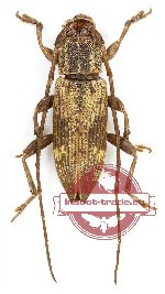 Lamiinae sp. 30
