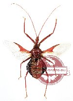 Reduviidae sp. 4 (closed)