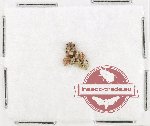 Scientific lot no. 979 Curculionidae (7 pcs)