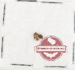 Scientific lot no. 908 Curculionidae (2 pcs)