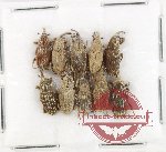 Scientific lot no. 920 Curculionidae (10 pcs)