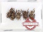 Scientific lot no. 900 Curculionidae (5 pcs)