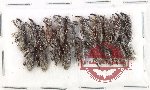 Scientific lot no. 921 Curculionidae (19 pcs)