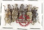 Scientific lot no. 928 Curculionidae (5 pcs)