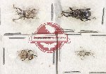 Scientific lot no. 937 Curculionidae (4 pcs A2)