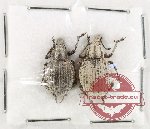 Scientific lot no. 927 Curculionidae (2 pcs)
