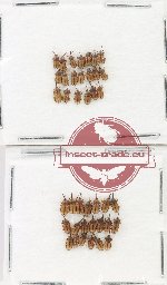 Scientific lot no. 966 Curculionidae (40 pcs)
