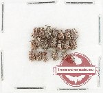 Scientific lot no. 909 Curculionidae (20 pcs)