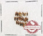 Scientific lot no. 970 Curculionidae (20 pcs)