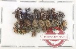 Scientific lot no. 945 Curculionidae (30 pcs)