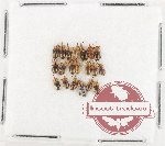 Scientific lot no. 967 Curculionidae (20 pcs)