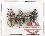 Scientific lot no. 930 Curculionidae (4 pcs)