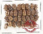 Scientific lot no. 910 Curculionidae (32 pcs)
