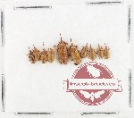 Scientific lot no. 969 Curculionidae (10 pcs)