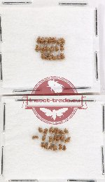 Scientific lot no. 957 Curculionidae (40 pcs)