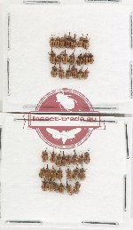 Scientific lot no. 965 Curculionidae (40 pcs)