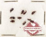 Scientific lot no. 990 Curculionidae (10 pcs)
