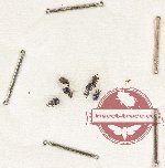 Scientific lot no. 991 Curculionidae (6 pcs)