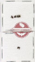 Scientific lot no. 925 Curculionidae (8 pcs)