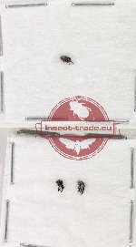 Scientific lot no. 924 Curculionidae (3 pcs)
