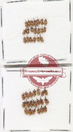 Scientific lot no. 964 Curculionidae (40 pcs)
