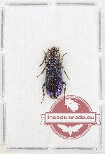 Carabidae sp. 10K