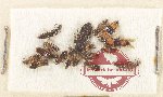 Scientific lot no. 157 Staphylinidae (16 pcs)