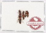 Scientific lot no. 151 Staphylinidae (4 pcs)