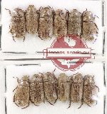 Scientific lot no. 396 Rutelinae (Adoretini) (12 pcs)