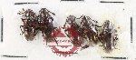 Scientific lot no. 197 Erotylidae (5 pcs)