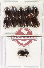 Scientific lot no. 209 Dytiscidae (11 pcs)