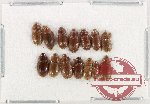Hydrophilidae Scientific lot no. 313 (14 pcs)